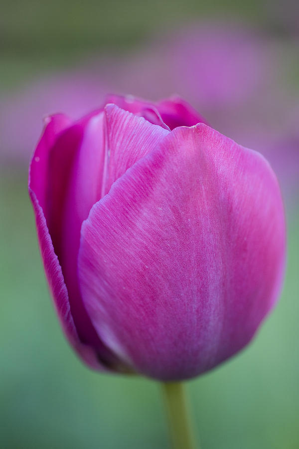 Pink tulip flower Photograph by Frank Tschakert