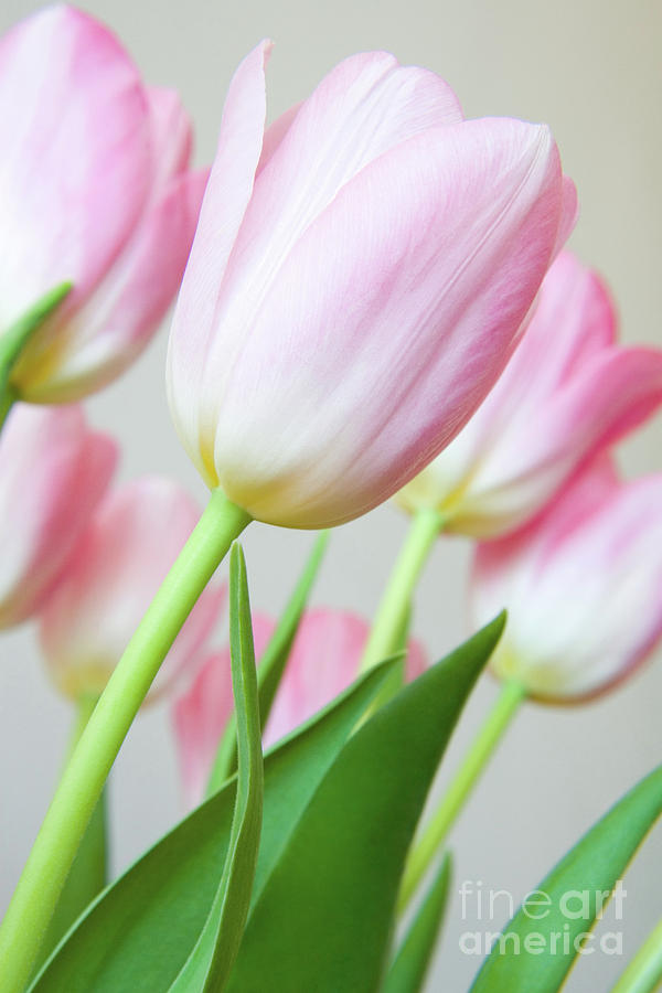 Pink Tulip Flowers Photograph by Julia Hiebaum