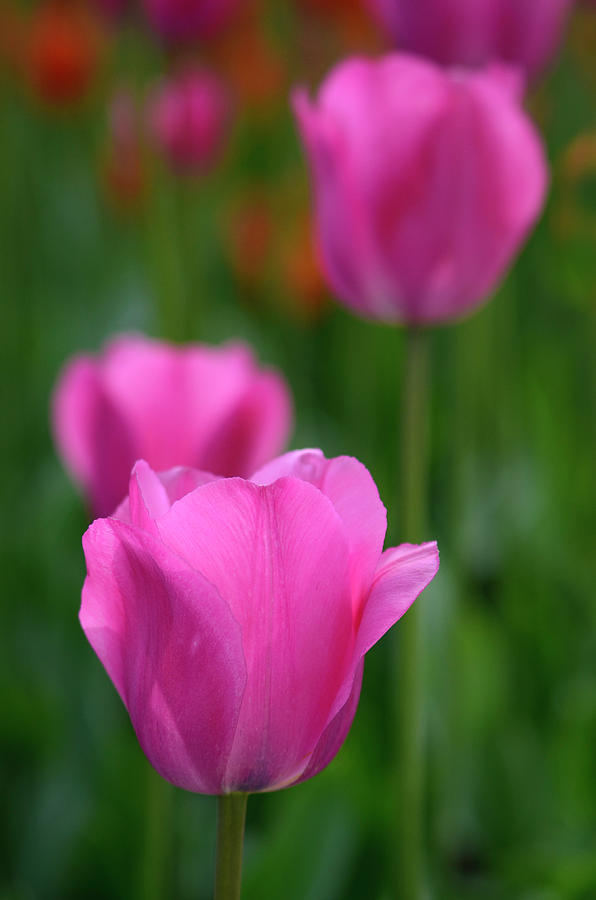 Pink Tulip Garden Photograph