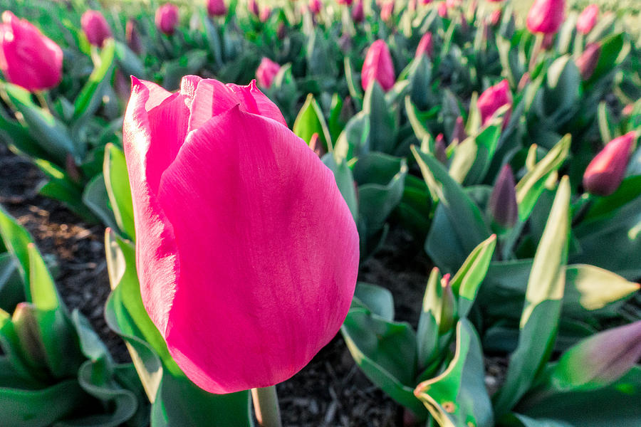 Pink Tulip Garden Photograph by SR Green