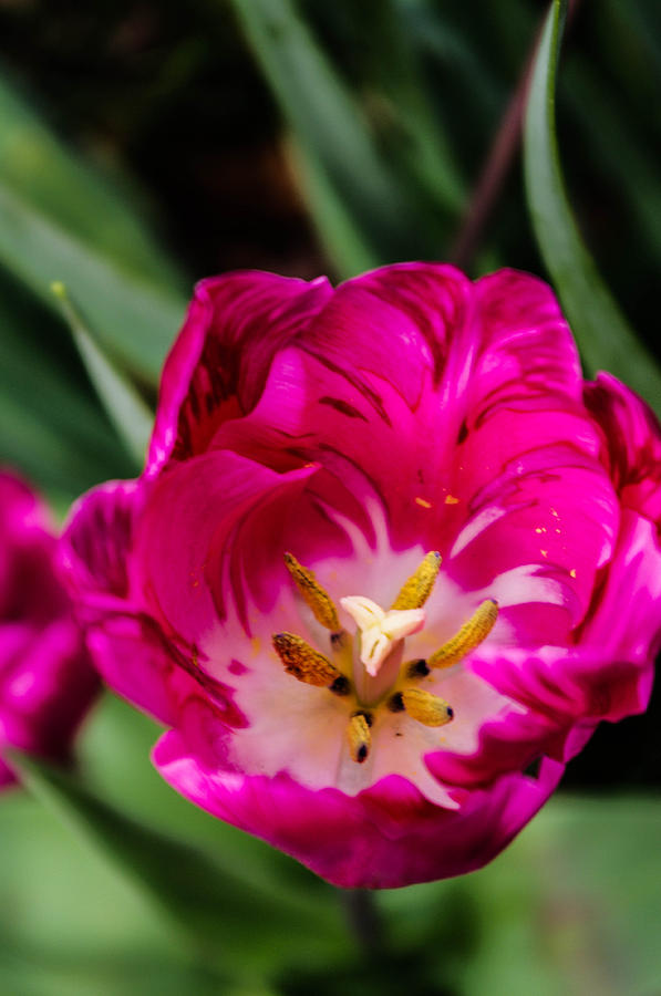Flowers Still Life Photograph - Pink tulip  by Gerald Kloss