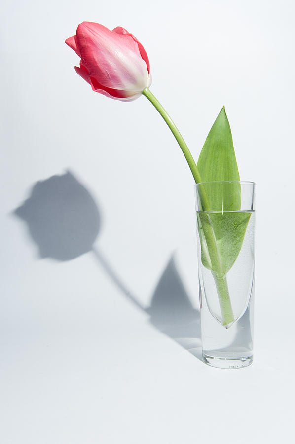 Red Tulip Shadow Photograph by Helen Jackson
