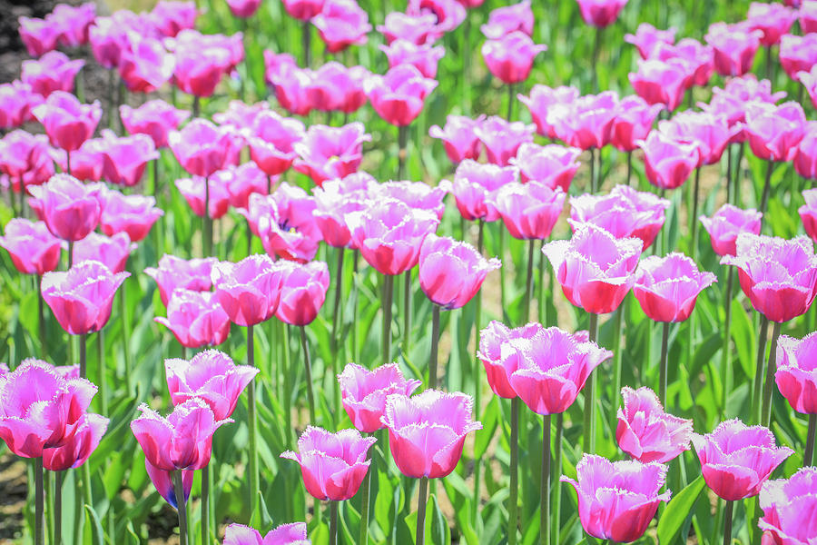 Pink Tulip Photograph by Hyuntae Kim
