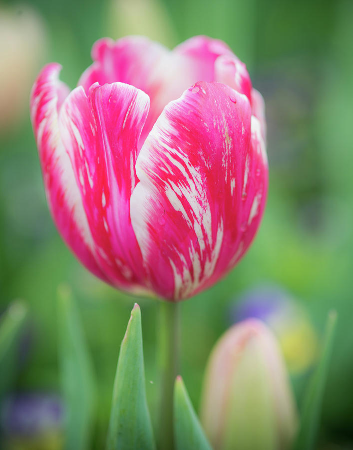 Pink Tulip II Photograph by Sonja Quintero