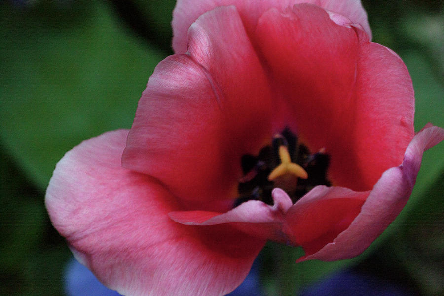 Pink Tulip in Pastel Photograph by Suzanne Gaff