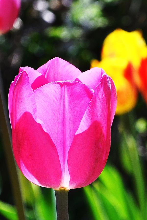 Pink Tulip in Sunlight Photograph by Kim Bemis