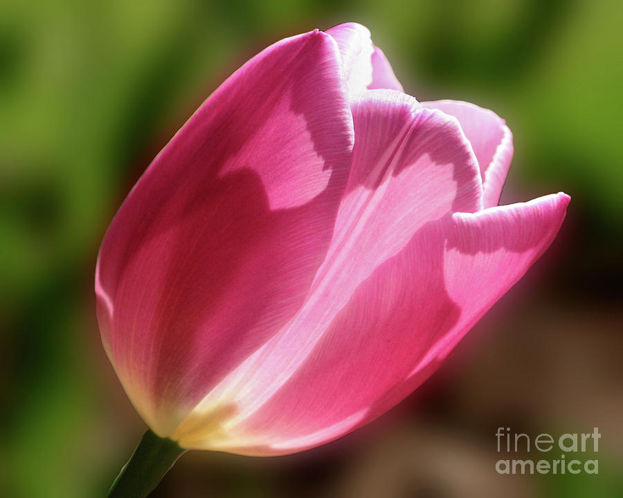 Pink Tulip In Sunlight Photograph by Smilin Eyes Treasures