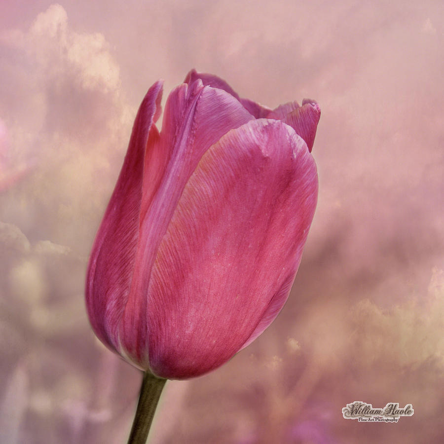 Pink Tulip in the Clouds by William Havle Pink Tulip in the Clouds by William Havle