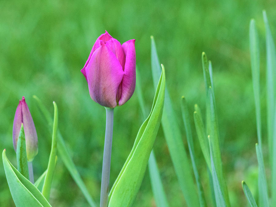 Pink Tulip in the garden Photograph by Cristina Stefan