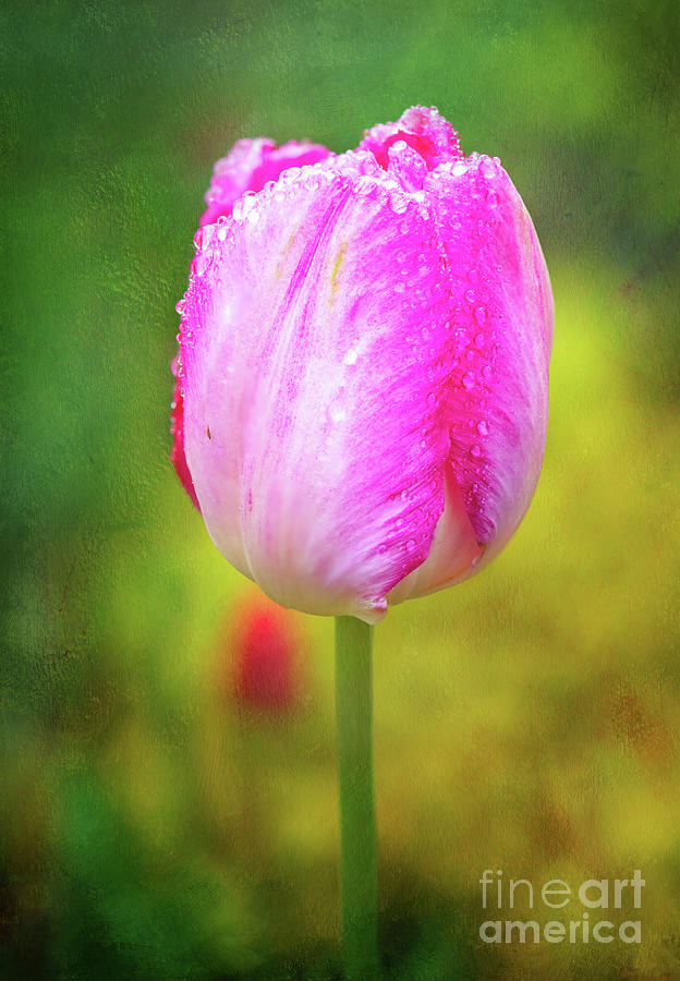 Pink Tulip in the Rain Photograph by Anita Pollak