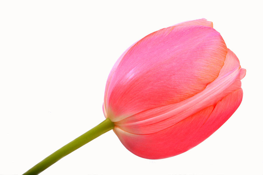 Pink Tulip Photograph by James BO Insogna