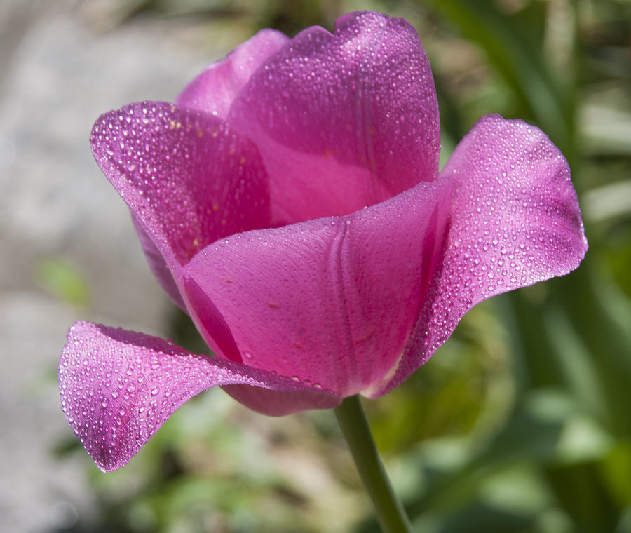 Pink Tulip Photograph by Janis Kirstein