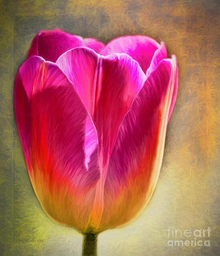 Pink Tulip Digital Art by Jean OKeeffe Macro Abundance Art