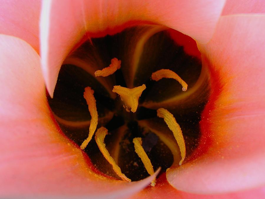 Tulip Photograph - Pink Tulip by Juergen Roth