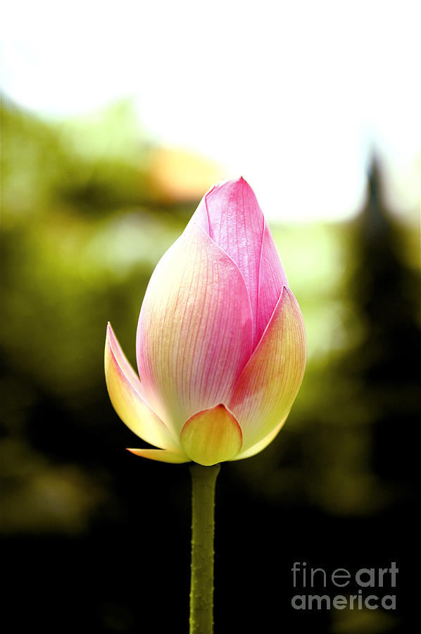 Pink Tulip Photograph by Kicka Witte - Printscapes