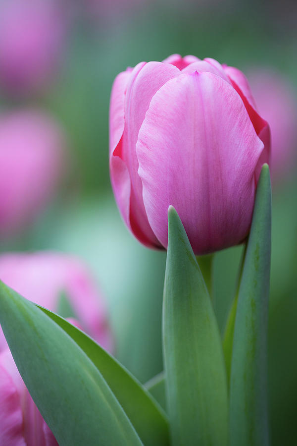 Pink Tulip Love Photograph by Dale Kincaid