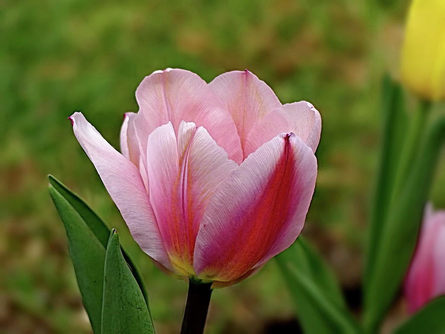 Pink Tulip Photograph by Lyuba Filatova