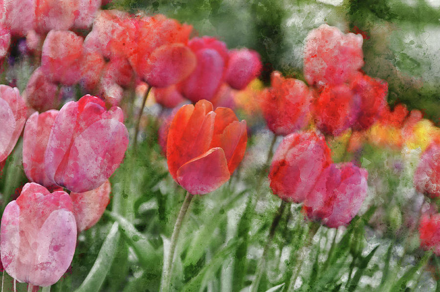 Pink Tulip Macro Photograph by Brandon Bourdages
