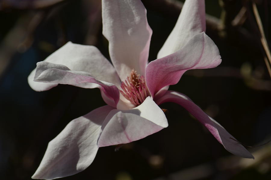 Pink Tulip Magnolia Photograph by Maria Urso