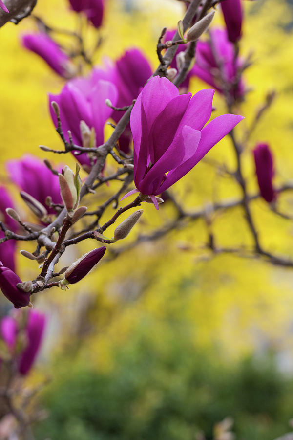 Spring Photograph - Pink Tulip Magnolia Tree by Karen Forsyth