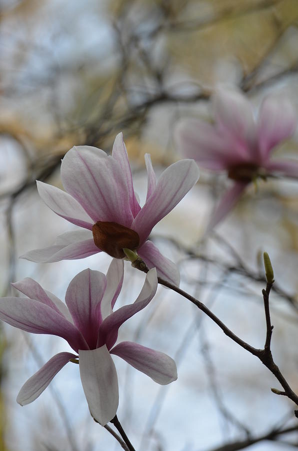 Pink Tulip Magnolias Photograph by Maria Urso