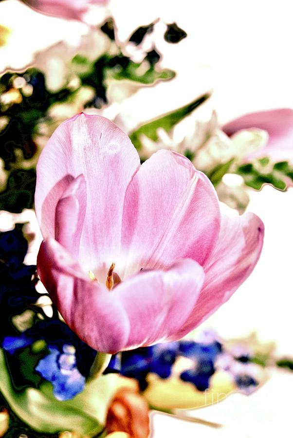 Pink Tulip Photograph by Margie Avellino