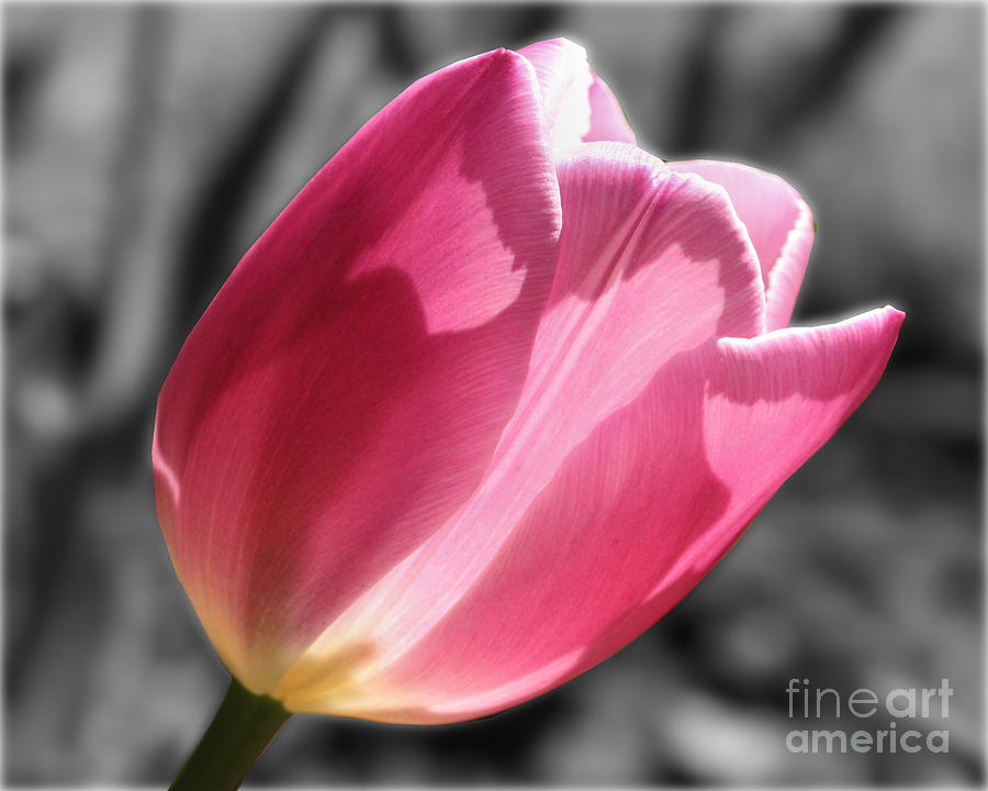 Pink Tulip On Black And White Photograph by Smilin Eyes Treasures