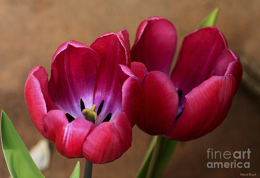 Tulip Photograph - Pink Tulip Pair by Deborah Benoit