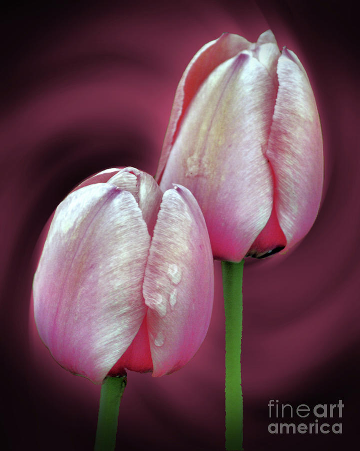 Pink Tulip Pair Photograph by Smilin Eyes Treasures
