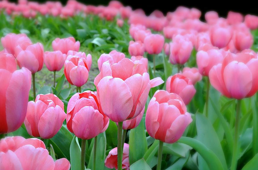 Pink Tulip Patch Photograph by Diana Angstadt