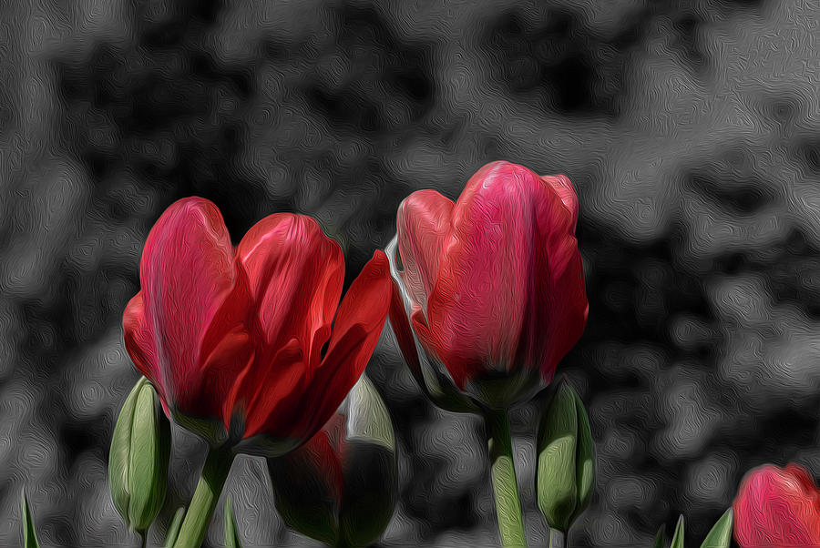 Pink Tulip Pop Digital Art