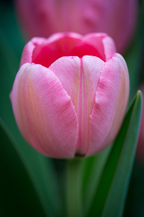 Pink Tulip Portrait Photograph by Dale Kincaid