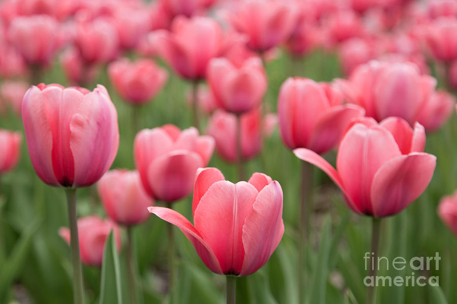 Pink Tulip Project Photograph by Karin Pinkham