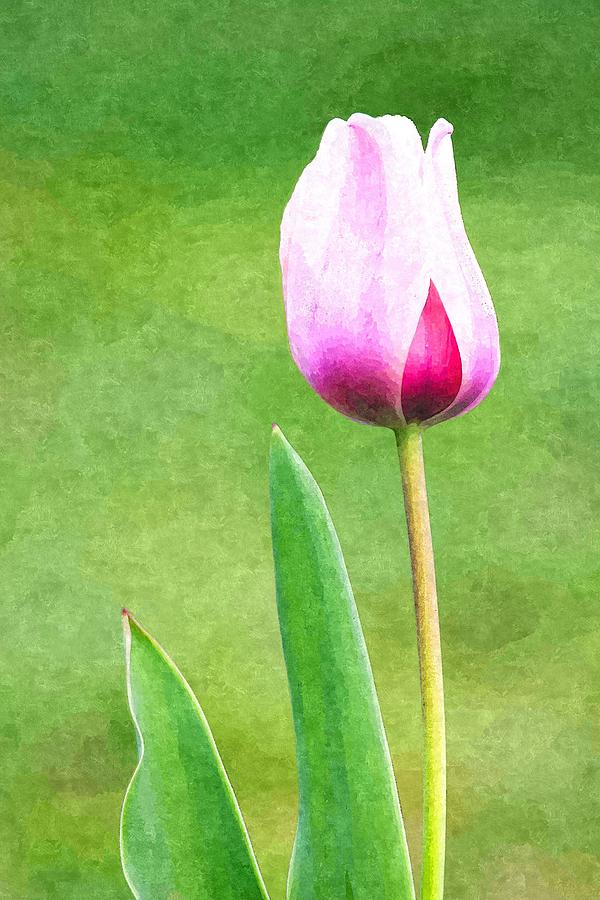 Pink Tulip Photograph by Ram Vasudev