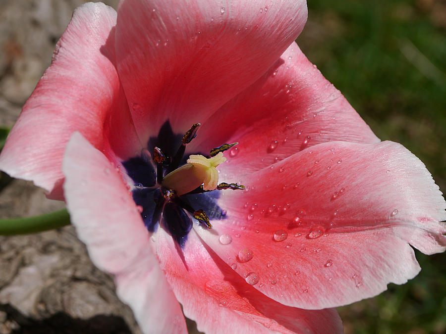 Pink Tulip Photograph by Richard Reeve
