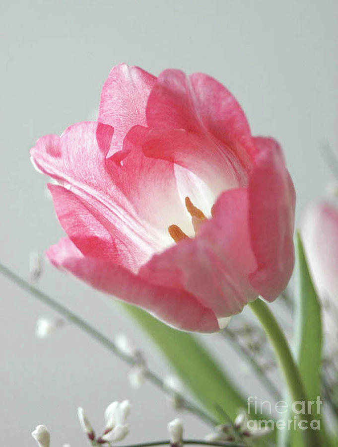 Pink Tulip Photograph by Robert Suggs