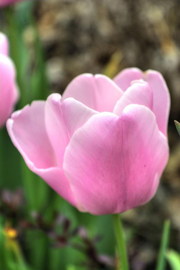 Pink Tulip Photograph by FineArtRoyal Joshua Mimbs