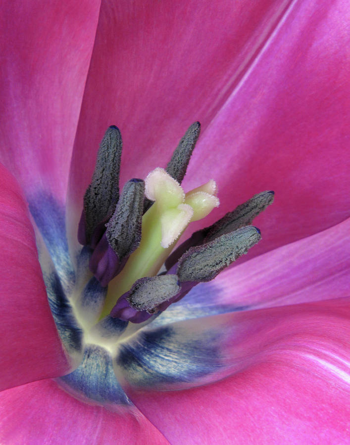 Pink Tulip Stamens Photograph by David and Carol Kelly