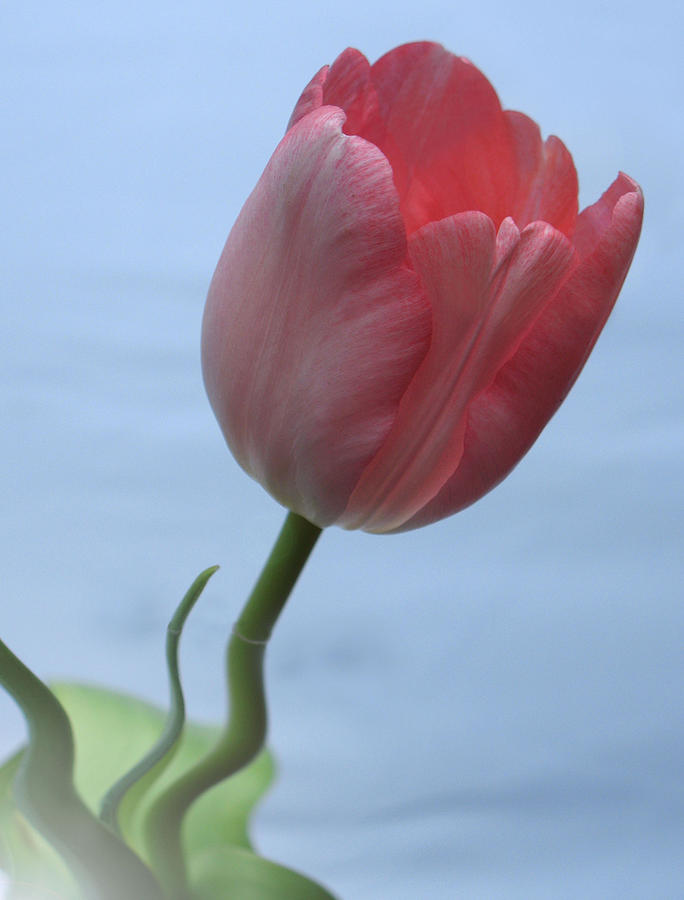 Pink Tulip Photograph by Terence Davis