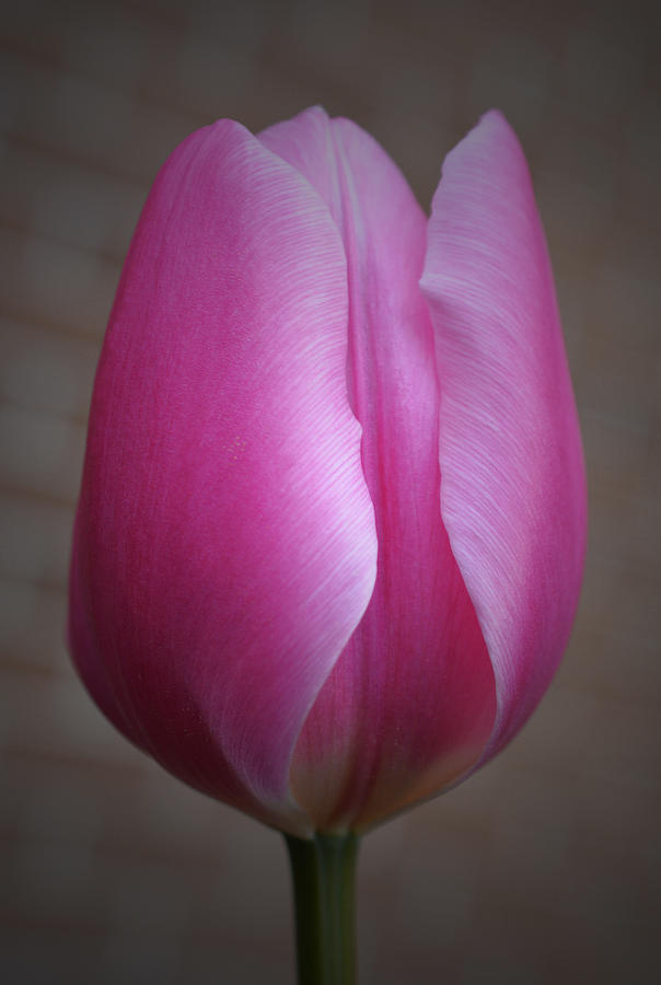 Pink Tulip Too Photograph by Richard Andrews
