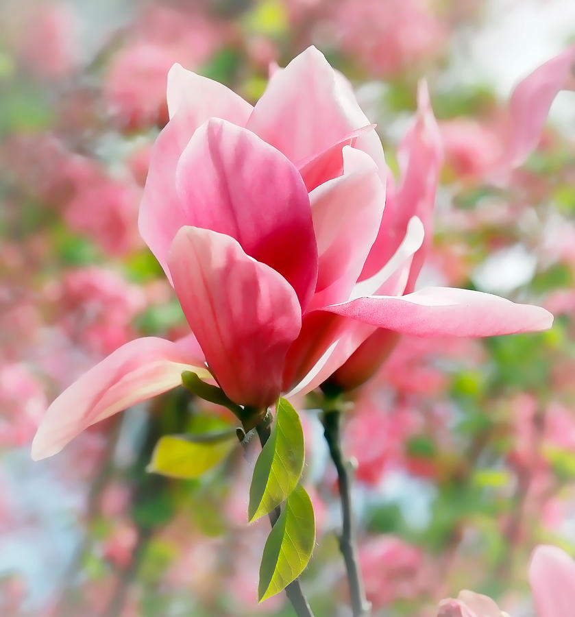 Pink Tulip Tree Flower Photograph by Athena Mckinzie