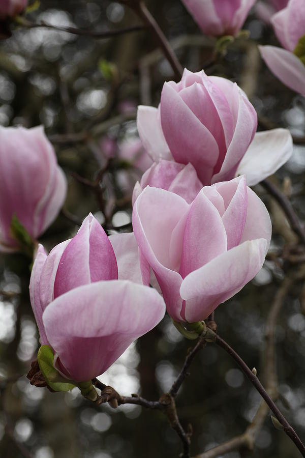 Pink Tulip Tree Photograph by Tammy Pool