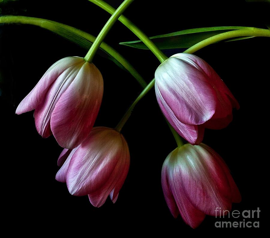 Pink Tulip Weave Photograph
