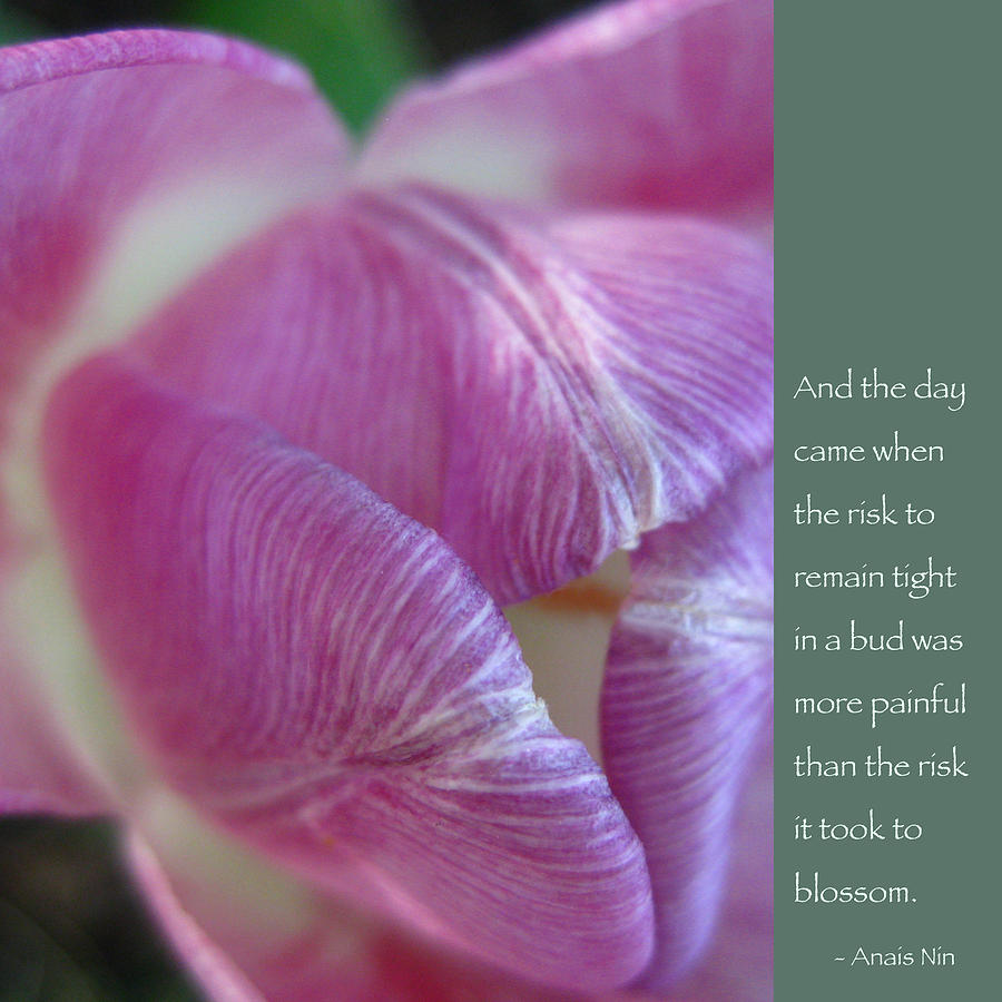 Tulip Photograph - Pink Tulip with Anais Nin Quote by Hermes Fine Art