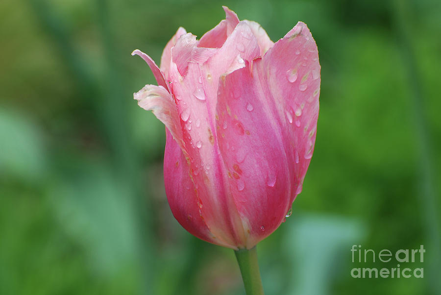 Pink Tulip with Rain Drops on the Petals Photograph by DejaVu Designs