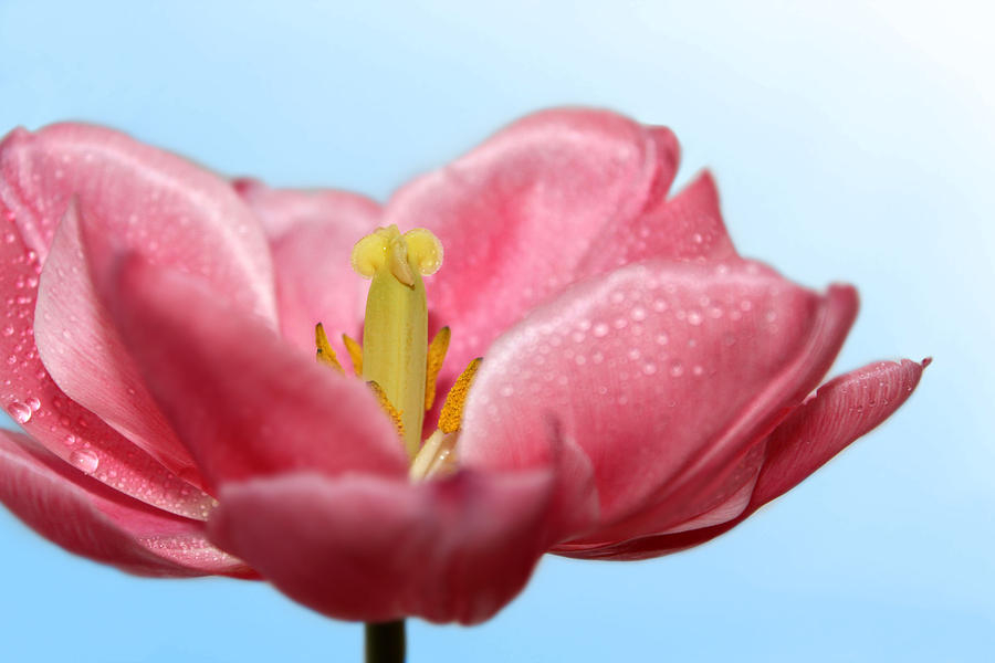 Pink Tulip with Raindrops Photograph by Nina Bradica