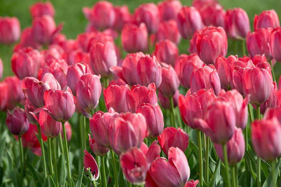Pink Tulips 2 Photograph by Allan Morrison