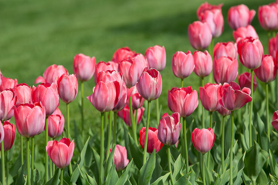 Pink Tulips Photograph by Allan Morrison