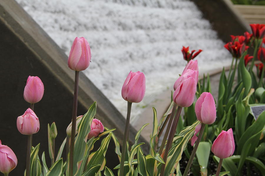 Pink Tulips Photograph by Allen Nice-Webb