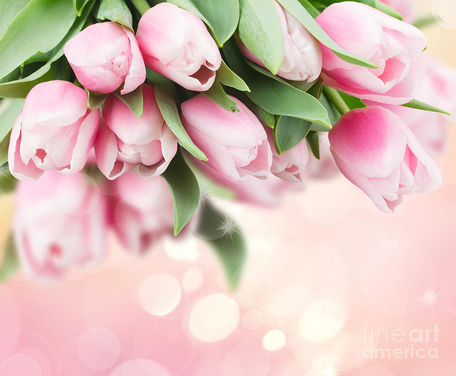 Pink   Tulips Photograph